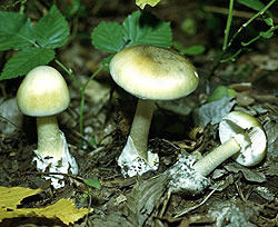В Полтавской области многодетная семья отравилась зелеными грибами 