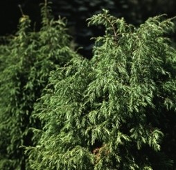 В Бахчисарае уничтожают можжевельник 