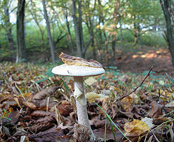 В Полтавской области от отравления грибами умерли многодетные родители 