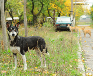 В Донецке не знают, что делать с бездомными псами 