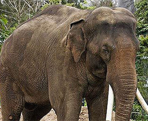 На съемках детской программы слон убил журналиста  