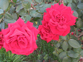 Жители Красноперекопска воруют розы 