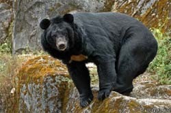 Медведь ликвидировал двух исламских боевиков 
