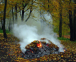 Киевских коммунальщиков наказали за сжигание листьев 