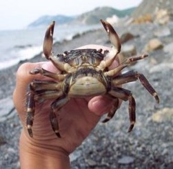 В Феодосии массово гибнут крабы? 