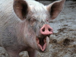 Генетики подтвердили: люди действительно похожи на свиней 