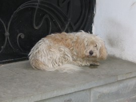 В Феодосии по неизвестным причинам гибнут собаки 