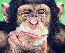 Стало понятно, почему шимпанзе не разговаривают 