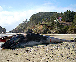 Десятитонный кит выбросилился на берег 
