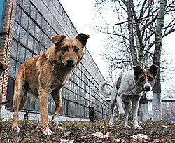 В Киеве стало больше бездомных собак 