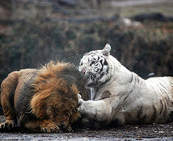 В чешском зоопарке львы загрызли белую тигрицу 