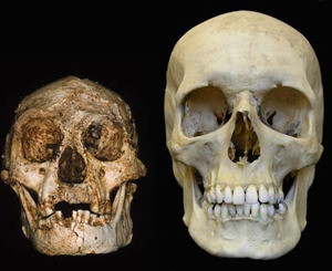 Археологи нашли скелет женщины-хоббита  