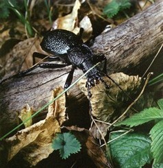 Крымские поля оккупировала хлебная жужелица 