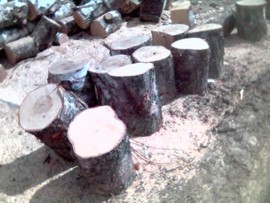 В Симеизе ради стройки вырубят кипарисовую рощу?  