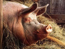 Украина запретила ввоз свиней из Норвегии 