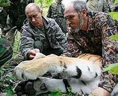 Тигрица Путина стала мамой 