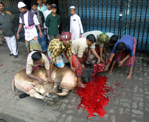 В Непале в жертву богам принесли 15 тысяч быков 