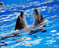 Экологи просят закрыть киевский дельфинарий 