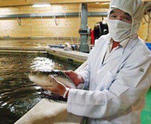 Японцы вывели рыбу фугу без яда  