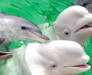 Одесских дельфинов уже собрали в дорогу 