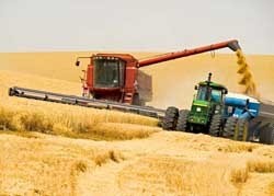 Украина собрала 99% запланированного урожая зерна 
