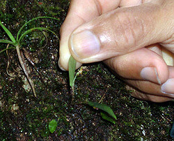 Ботаники с трудом разглядели самую маленькую орхидею в мире 
