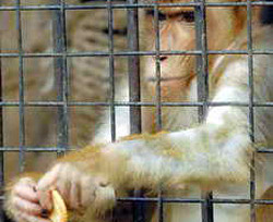 Киевских обезьян выпустили из карантина 