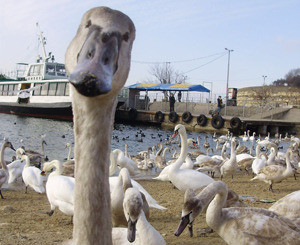 Молодые лебеди устраивают шоу на берегу Кальмиуса 
