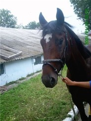 В Крыму мчсники спасали коня 