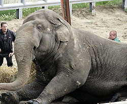 Киевский слон Бой похудел с пользой для здоровья 