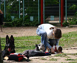 В Киеве появятся новые площадки для выгула и дрессировки собак 