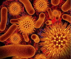 Открыт секрет живучести бактерий 