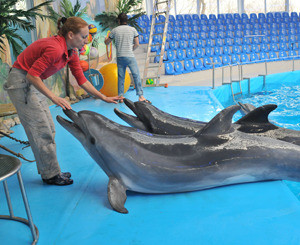 Одесские дельфины привезли к нам лето 