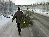 Россиян сурово наказывают за кражу елок 