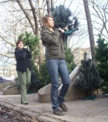 Крымчанам предлагают встречать праздник с елкой в кадке 