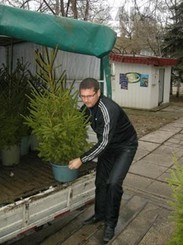 Елку можно взять напрокат! 