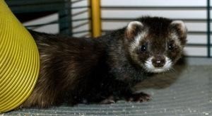 Неизвестные зверьки покушаются на кроликов 