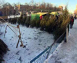 Киевляне покупают елки от 40 до тысячи гривен 