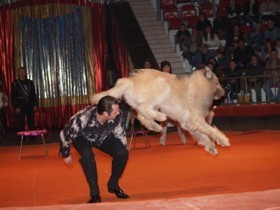 На арене симферопольского цирка «вырастет» ель 