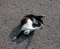 Кот, которого приклеили к скоростному шоссе, выжил 
