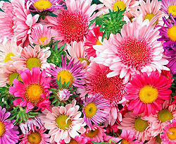 В Крыму пройдет конкурс цветников 