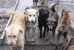 15 миллионов гривен потратят в Киеве на бездомных собак 