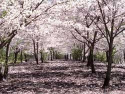 Японские метеорологи больше не хотят прогнозировать цветение сакуры 