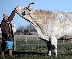 Найден самый крупный бык в мире 