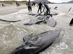 На берег в Новой Зеландии выбросились больше ста китов 