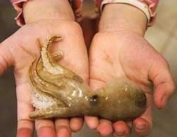 На побережье выбросило тысячи мертвых осьминогов  