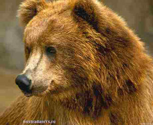 На улице в Перемышле поймали медведя – предполагается, что он пришел из Украины 
