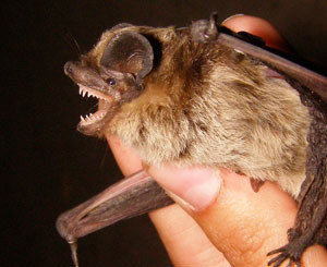 Крымские спелеологи встретили Новый год с летучими мышами 