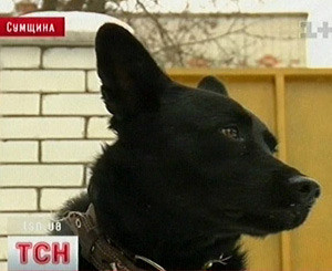 В Украине человека впервые посадили в тюрьму за издевательство над животным  