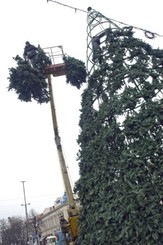 Елку Симферополя демонтируют 26 января 